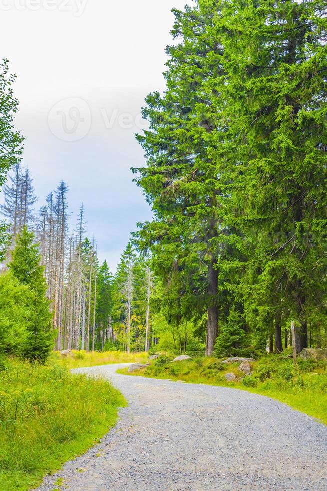 Foresta morti abeti a Brocken picco di montagna Harz Germania foto