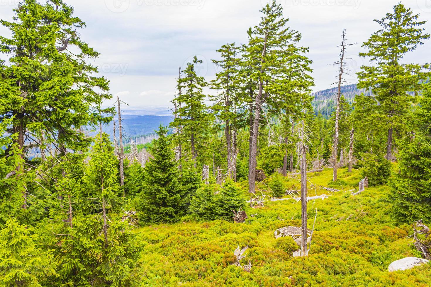 Foresta morti abeti a Brocken picco di montagna Harz Germania foto