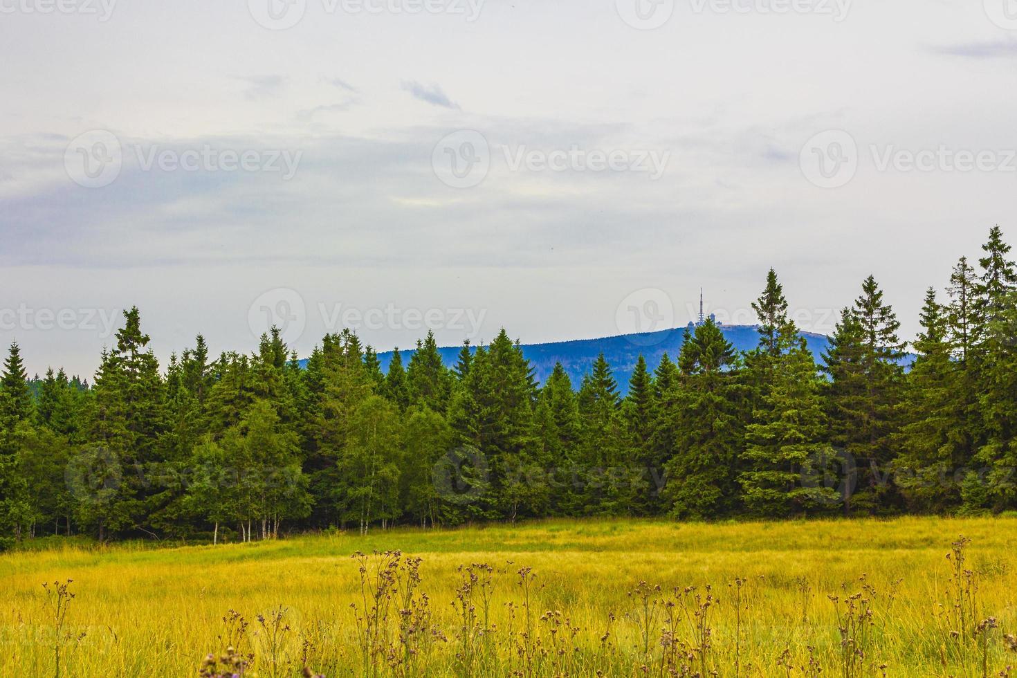 Vista panoramica sul picco di montagna brocken dietro gli alberi harz germania foto