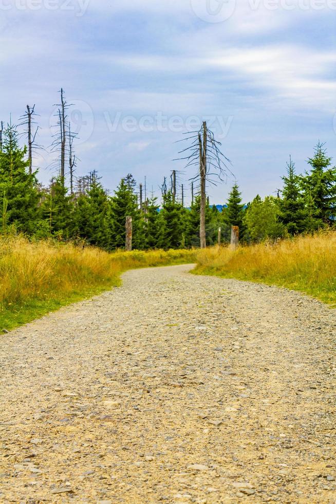 Foresta morti abeti a Brocken picco di montagna Harz Germania foto