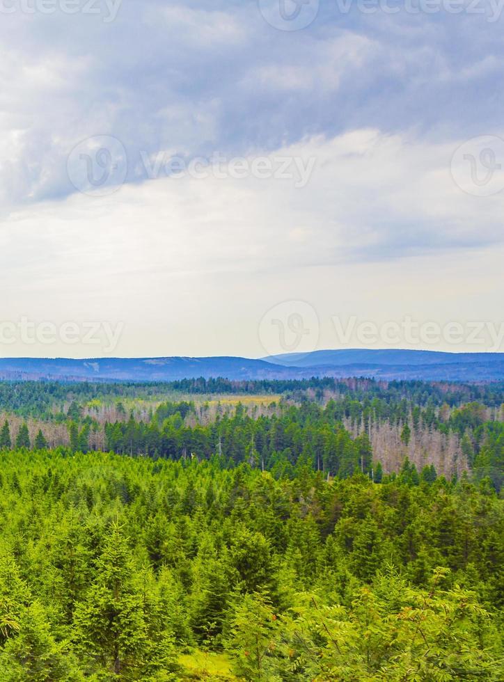 Foresta morti abeti a Brocken picco di montagna Harz Germania foto