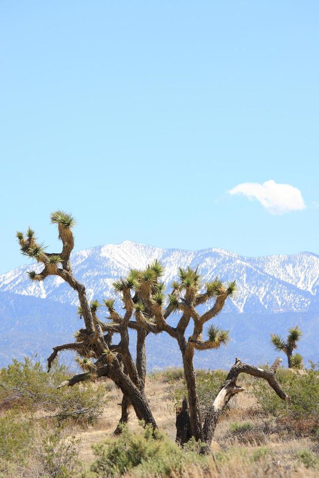 deserto e montagne innevate alla periferia di los angeles foto