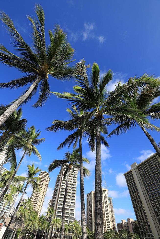 hotel di lusso e palme sulla spiaggia di waikiki, hawaii foto