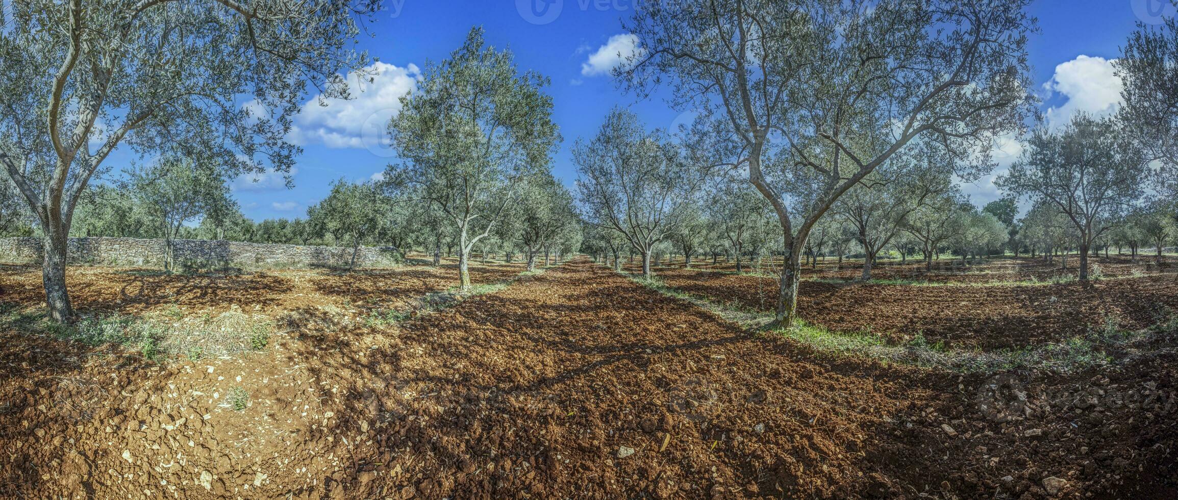 immagine di un' grande oliva boschetto nel Croazia nel estate foto