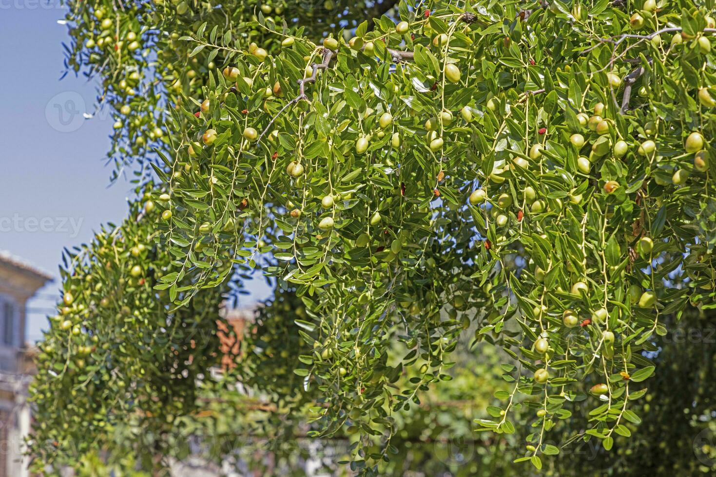 immagine di acerbo verde olive su un oliva albero nel Croazia foto