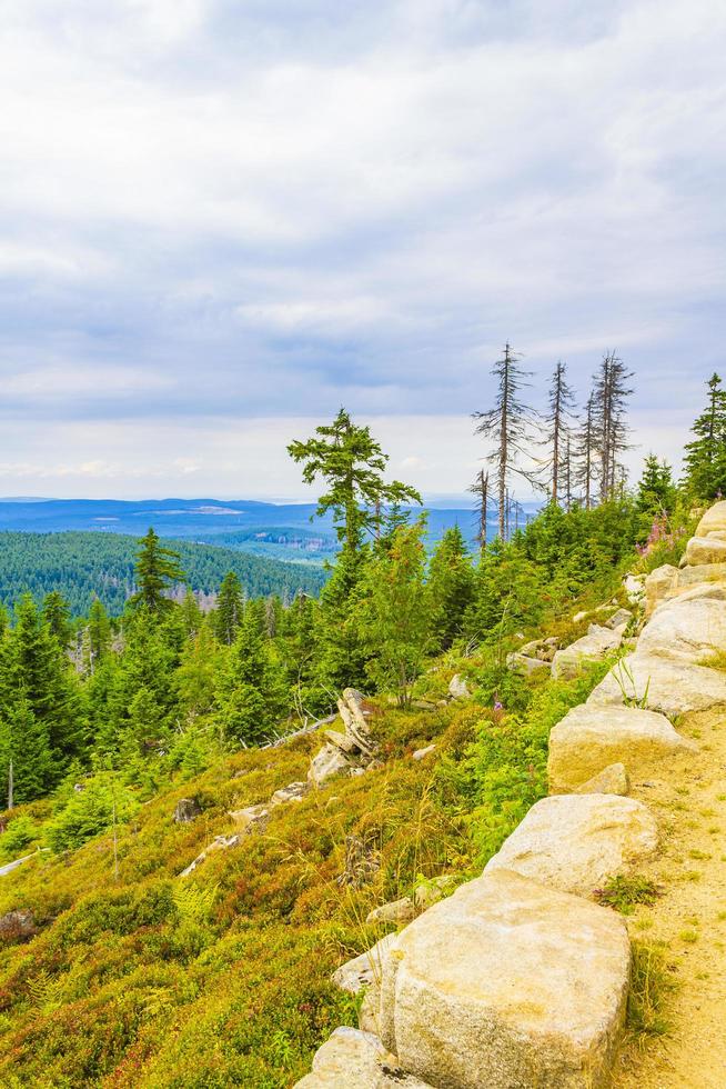 Foresta morti abeti a Brocken picco di montagna Harz Germania foto