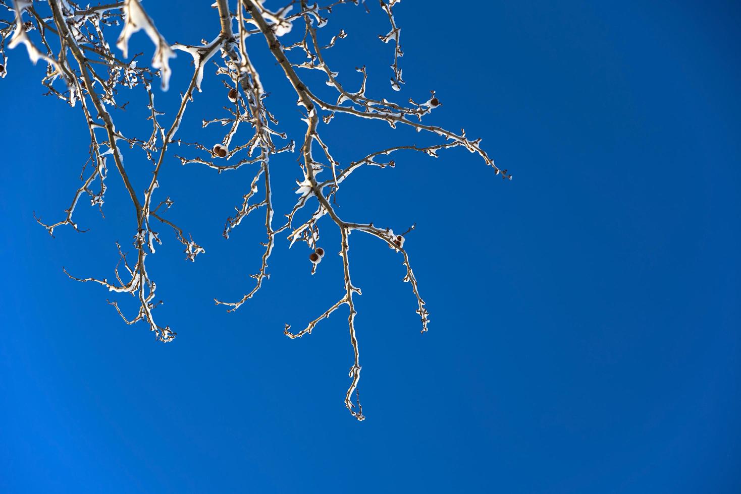 albero innevato su cielo blu con spazio di copia foto