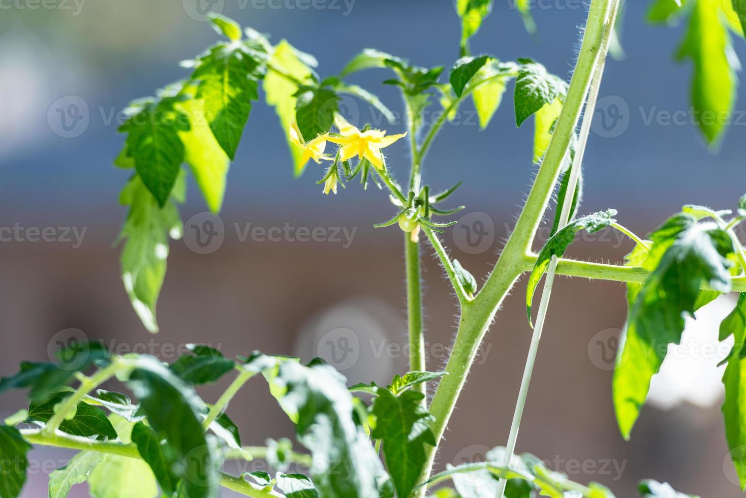 pomodori verdi da vicino macro foto