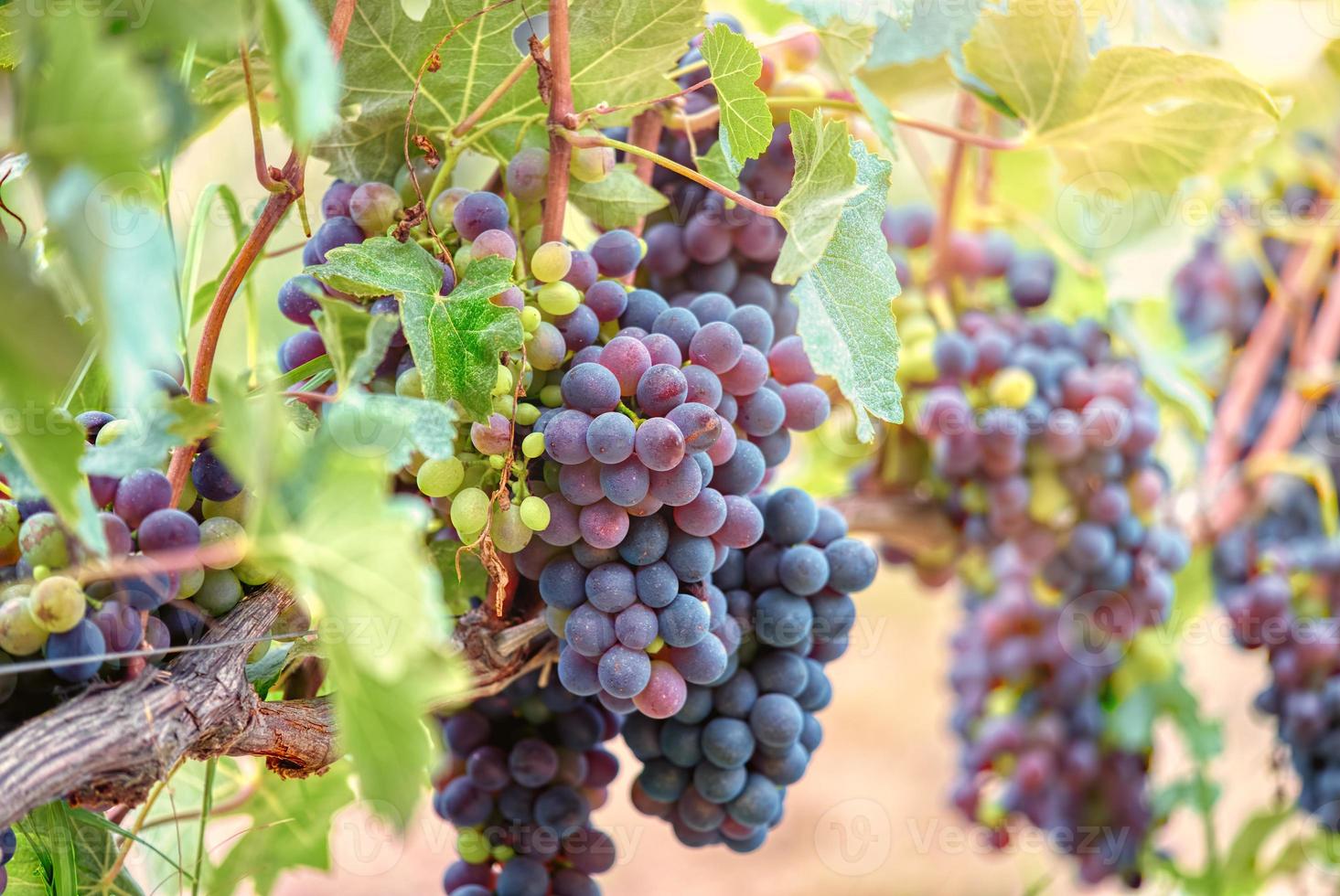 grappoli d'uva quasi maturi, regione delle langhe, italia. foto