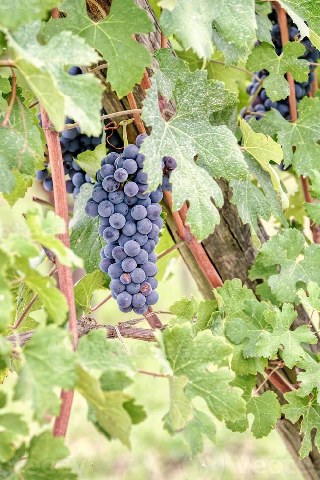 grappoli d'uva quasi maturi, regione delle langhe, italia. foto