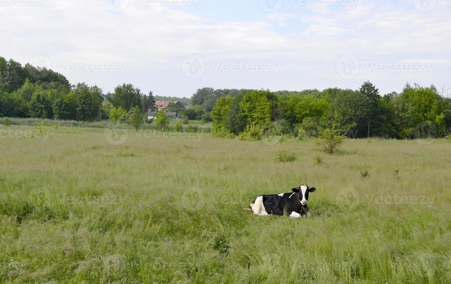 mucca sul prato verde foto