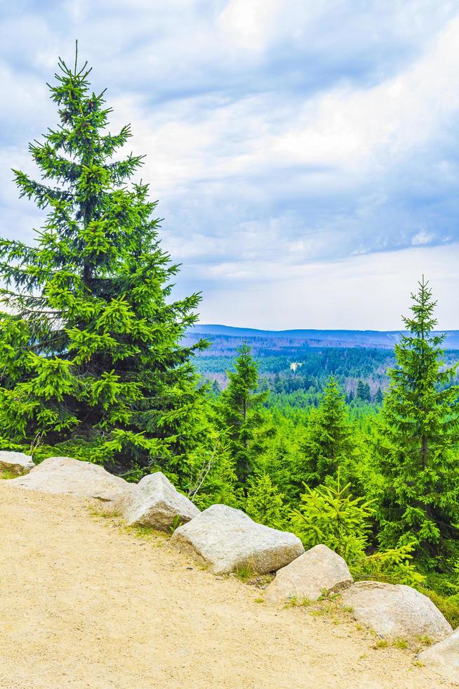 Panorama della foresta abeti a Brocken picco di montagna Harz Germania foto