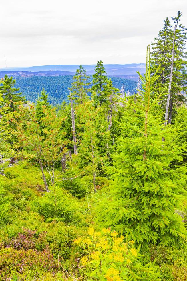 Foresta morti abeti a Brocken picco di montagna Harz Germania foto