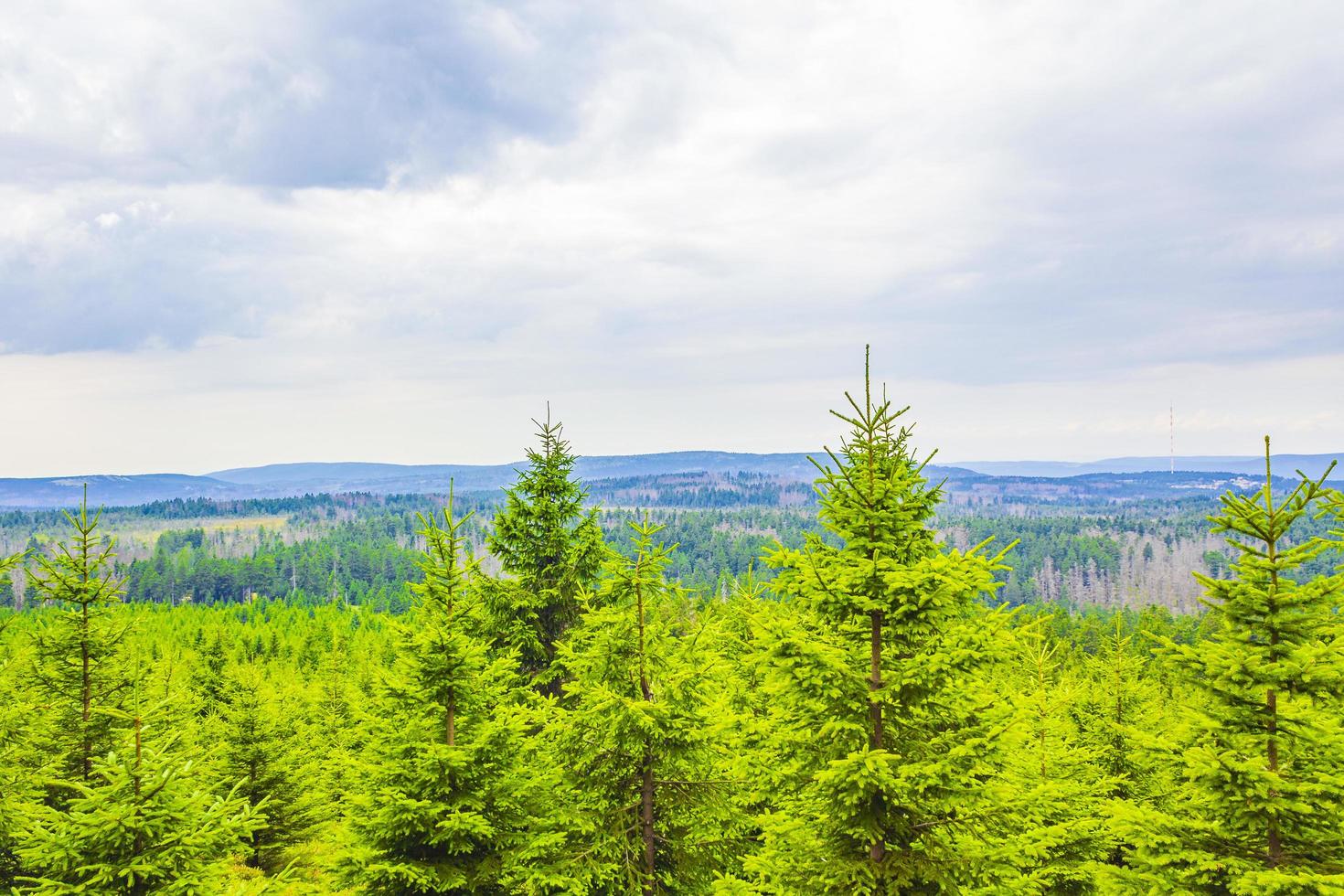 Foresta morti abeti a Brocken picco di montagna Harz Germania foto