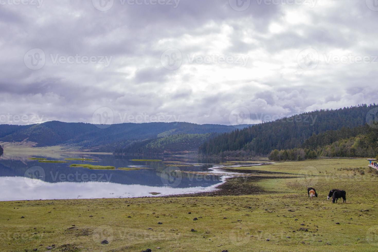 lato del lago yak nel parco nazionale di pudacuo a shangri la, yunnan china foto