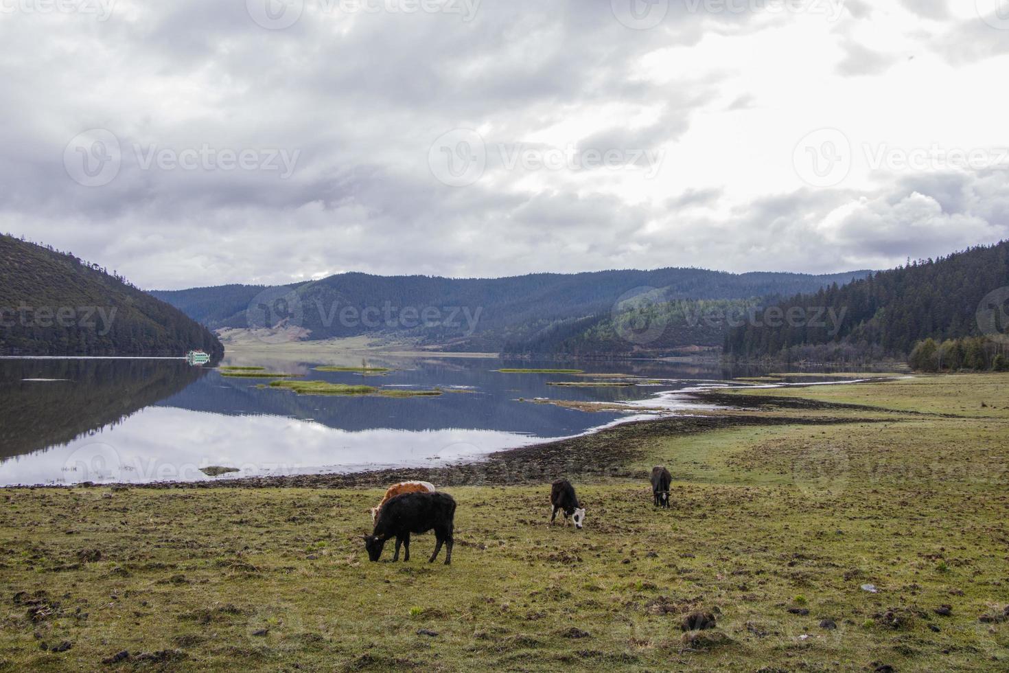 vista della natura del lago yak nel parco nazionale di pudacuo shangri la yunnan cina foto