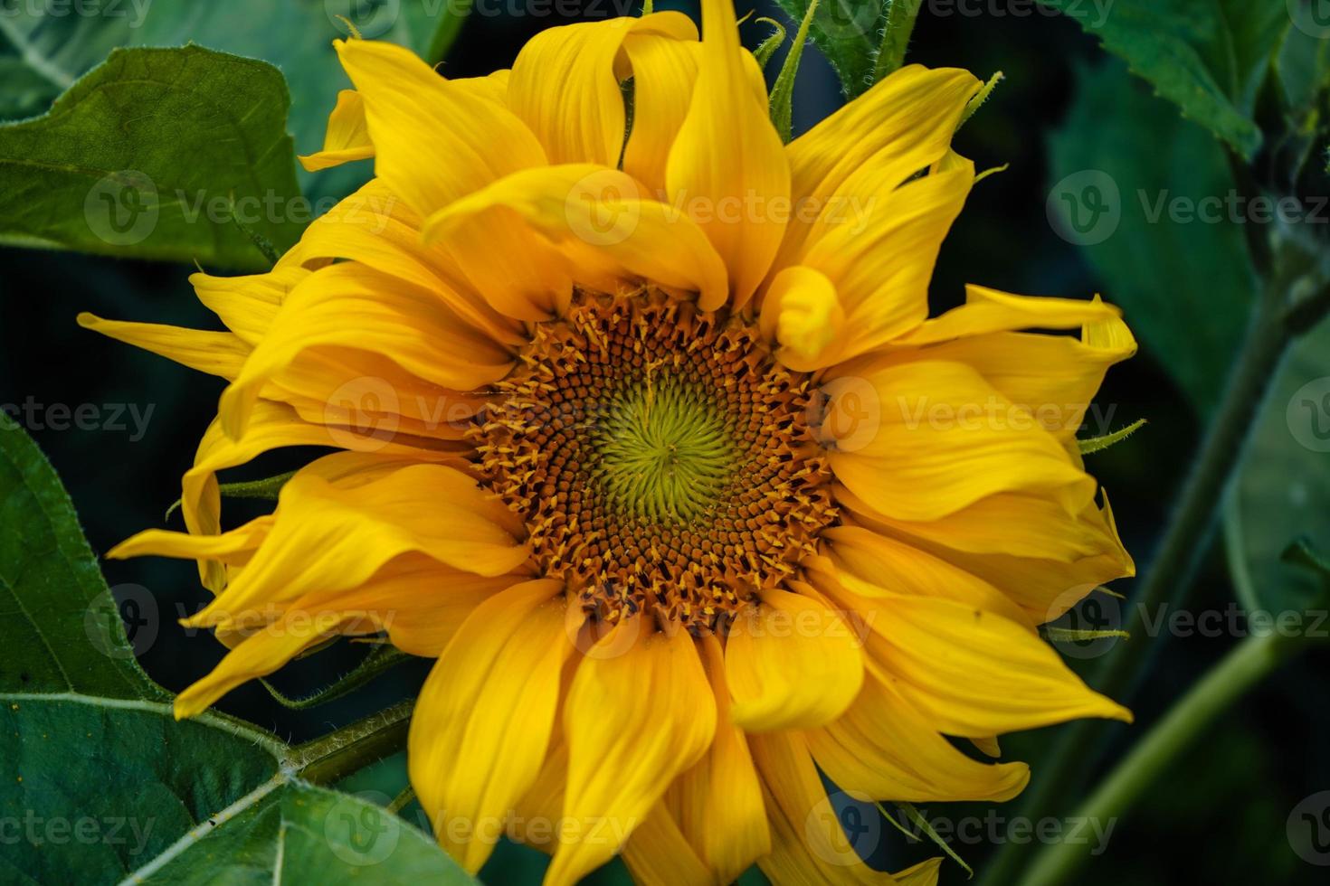 piante di girasole su un campo foto