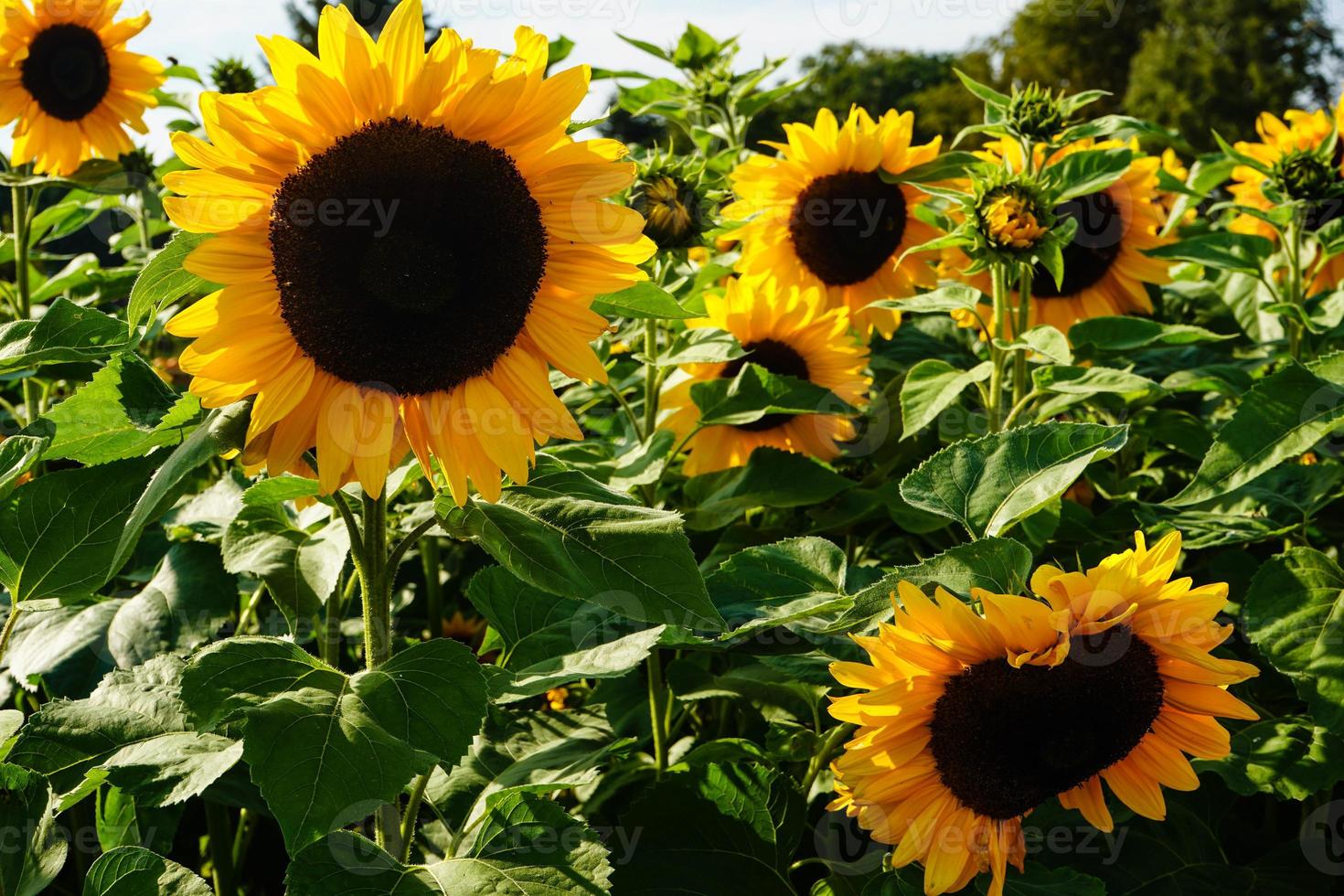 piante di girasole su un campo foto