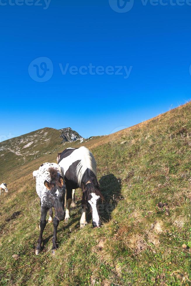 cavalli sui pascoli delle alpi italiane foto