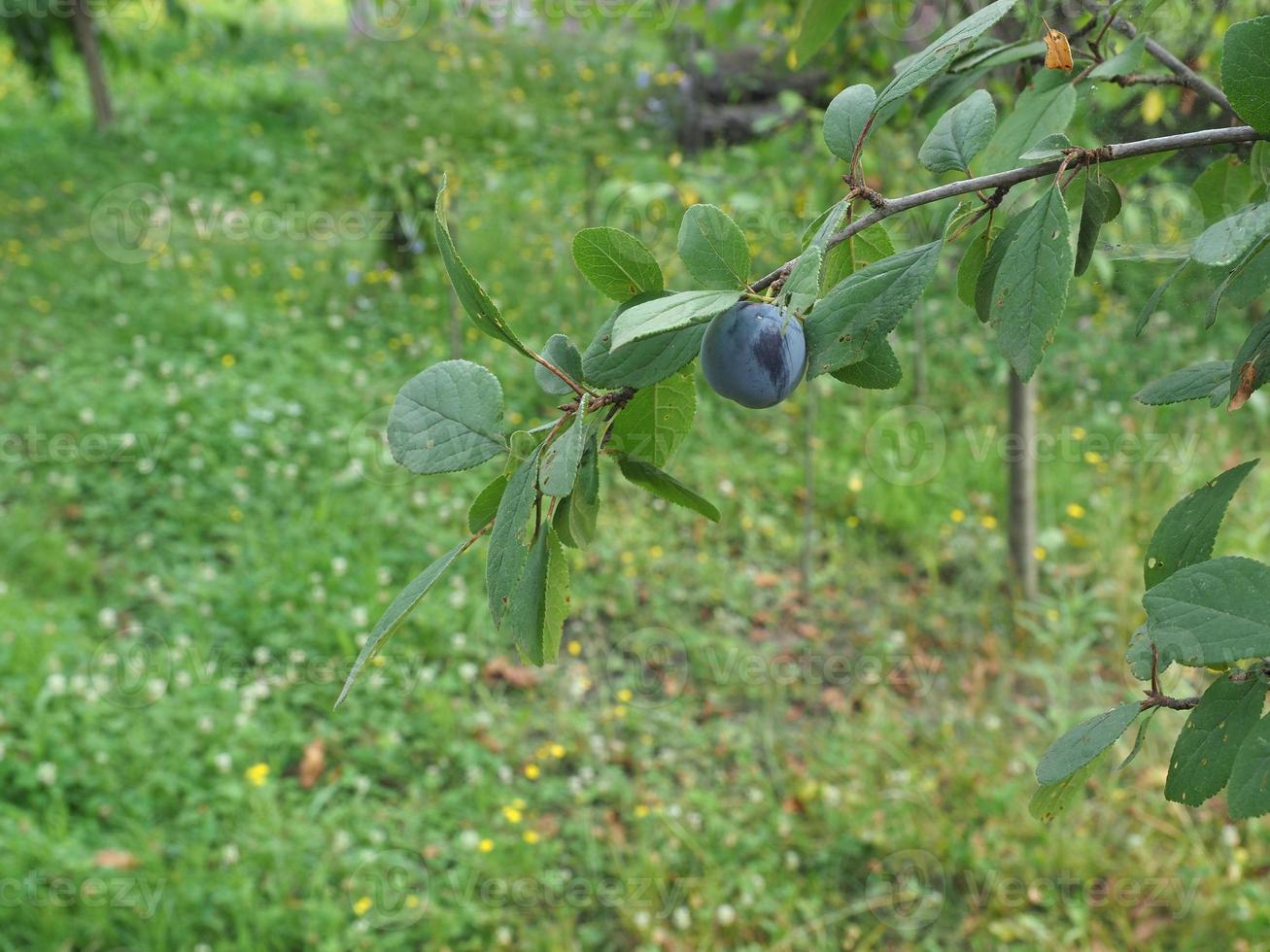 frutta europea di prugne, cibo vegetariano foto