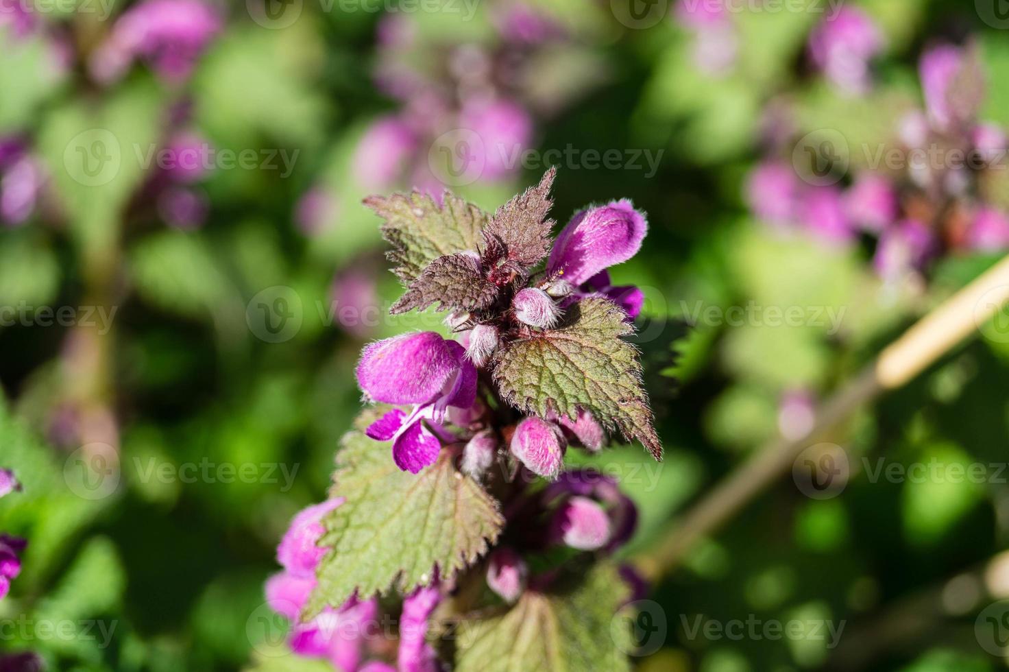 lamium di fiori di campo foto