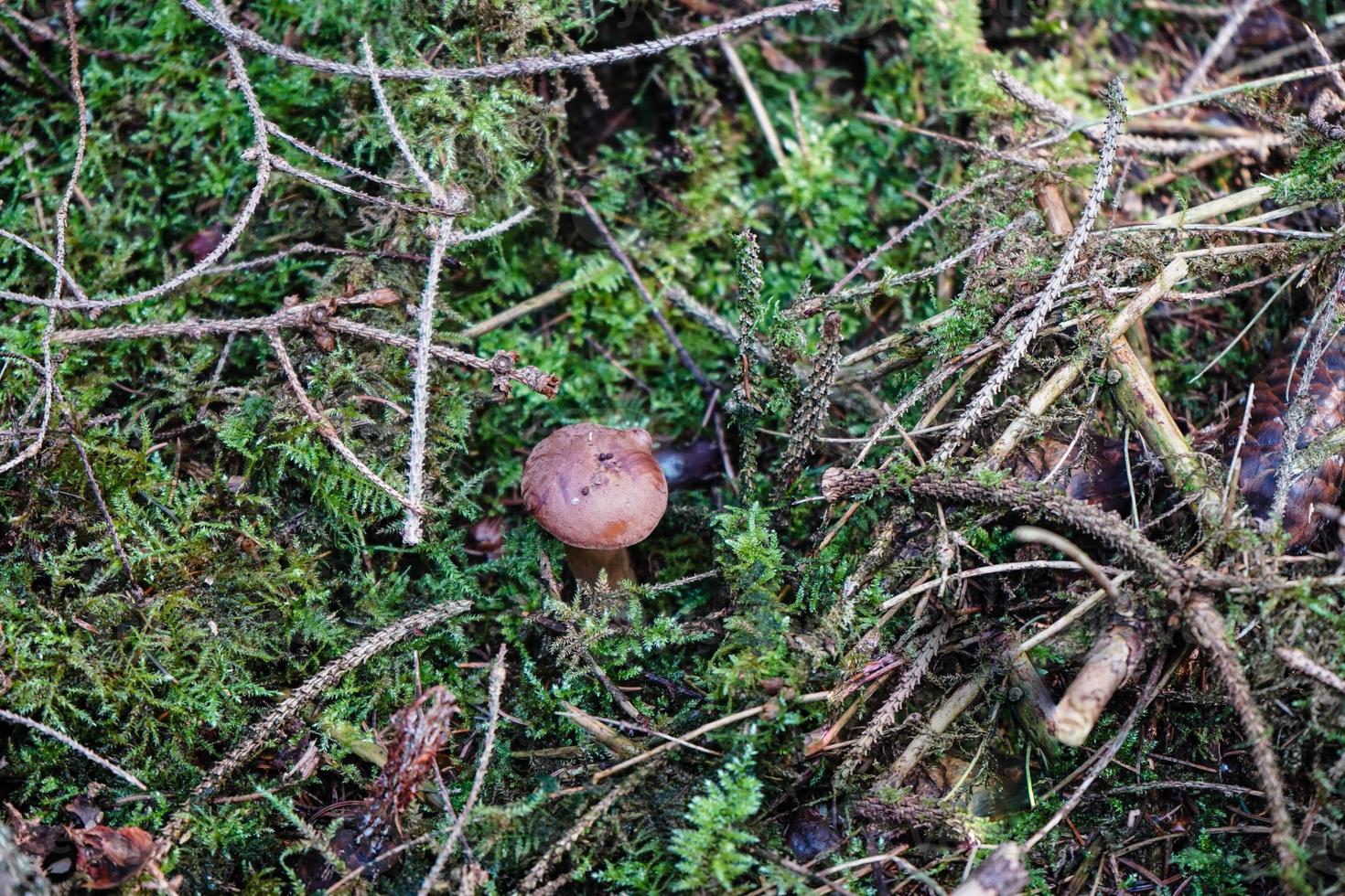 funghi sul terreno di un bosco foto