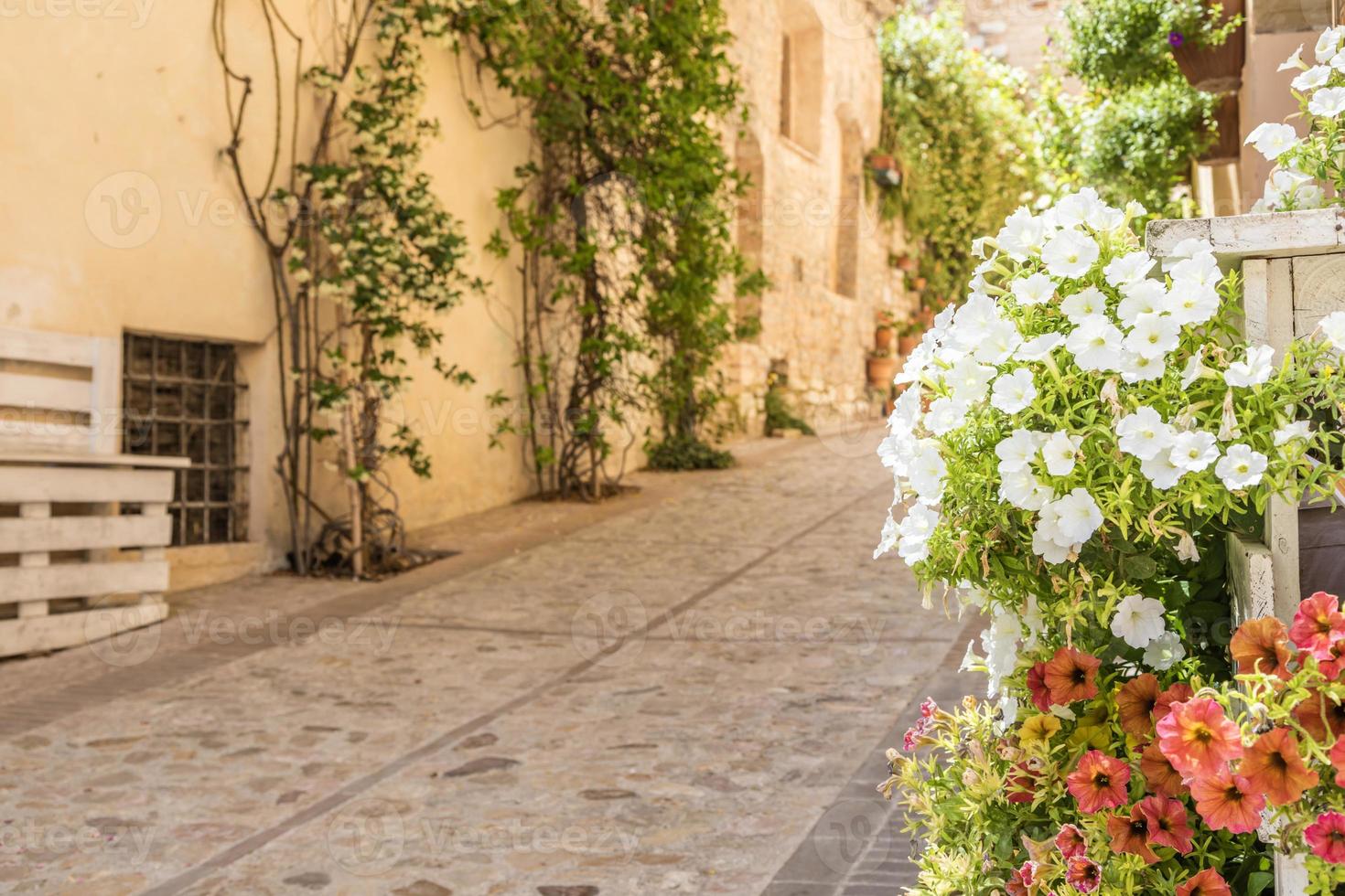 fiori in antica via situata nel villaggio di spello. foto