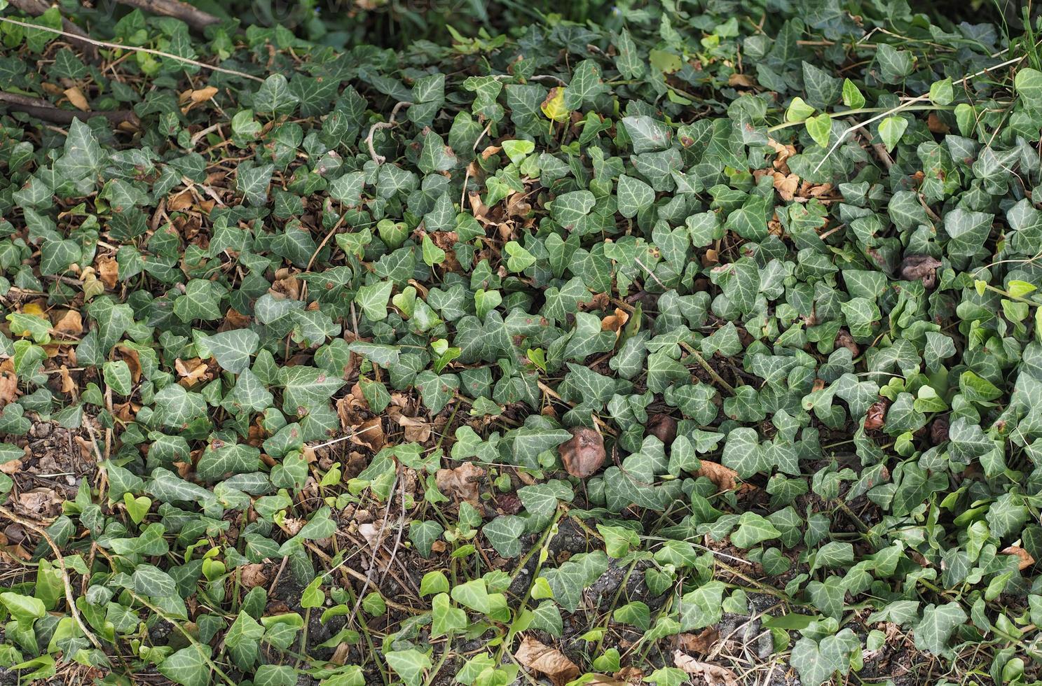 sfondo di piante di edera foto