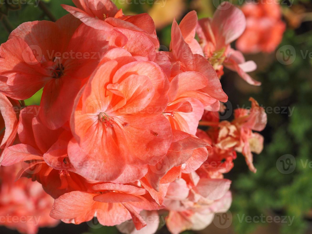 messa a fuoco selettiva del fiore di geranio rosa foto