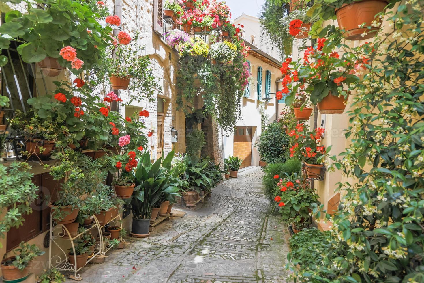 fiori in antica via situata nel villaggio di spello. foto