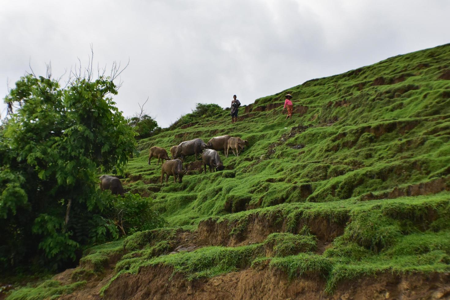 foto di un mandriano a lombok, in indonesia