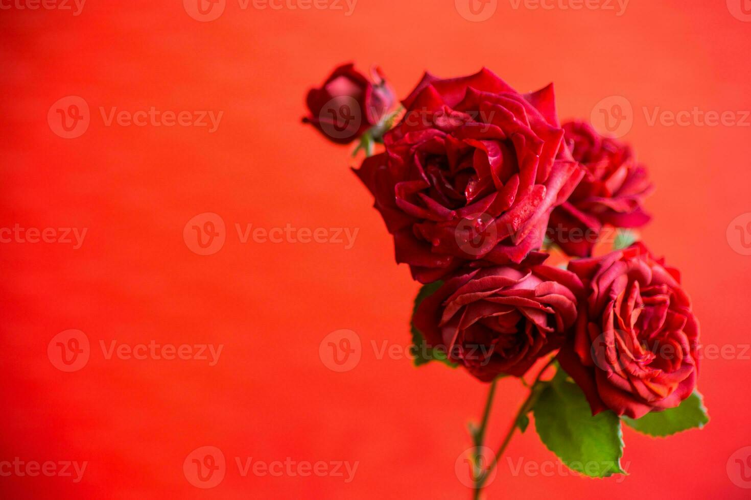 fiori di bellissimo fioritura rosso rosa su rosso sfondo. foto