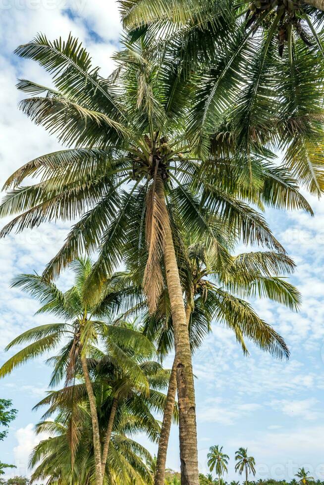Noce di cocco alberi palme contro il blu cielo di India foto