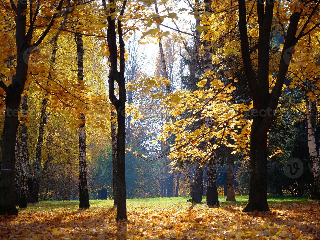 foglia di albero d'autunno nel parco a mosca russia foto