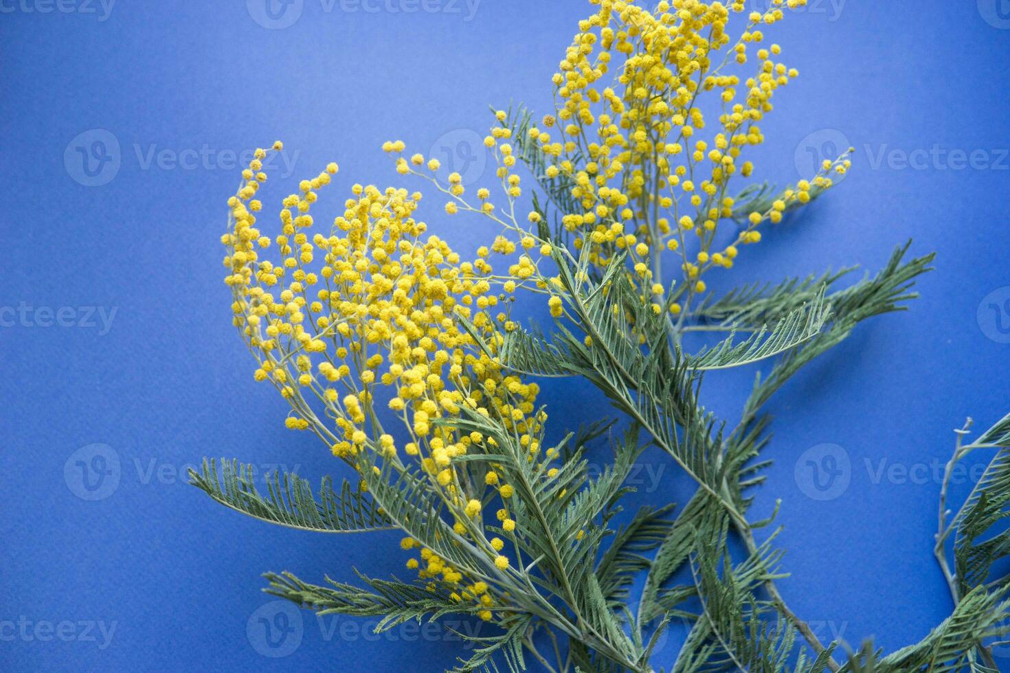 primavera concerto. mimosa su un' blu sfondo. mimosa avvicinamento. contento primavera. foto