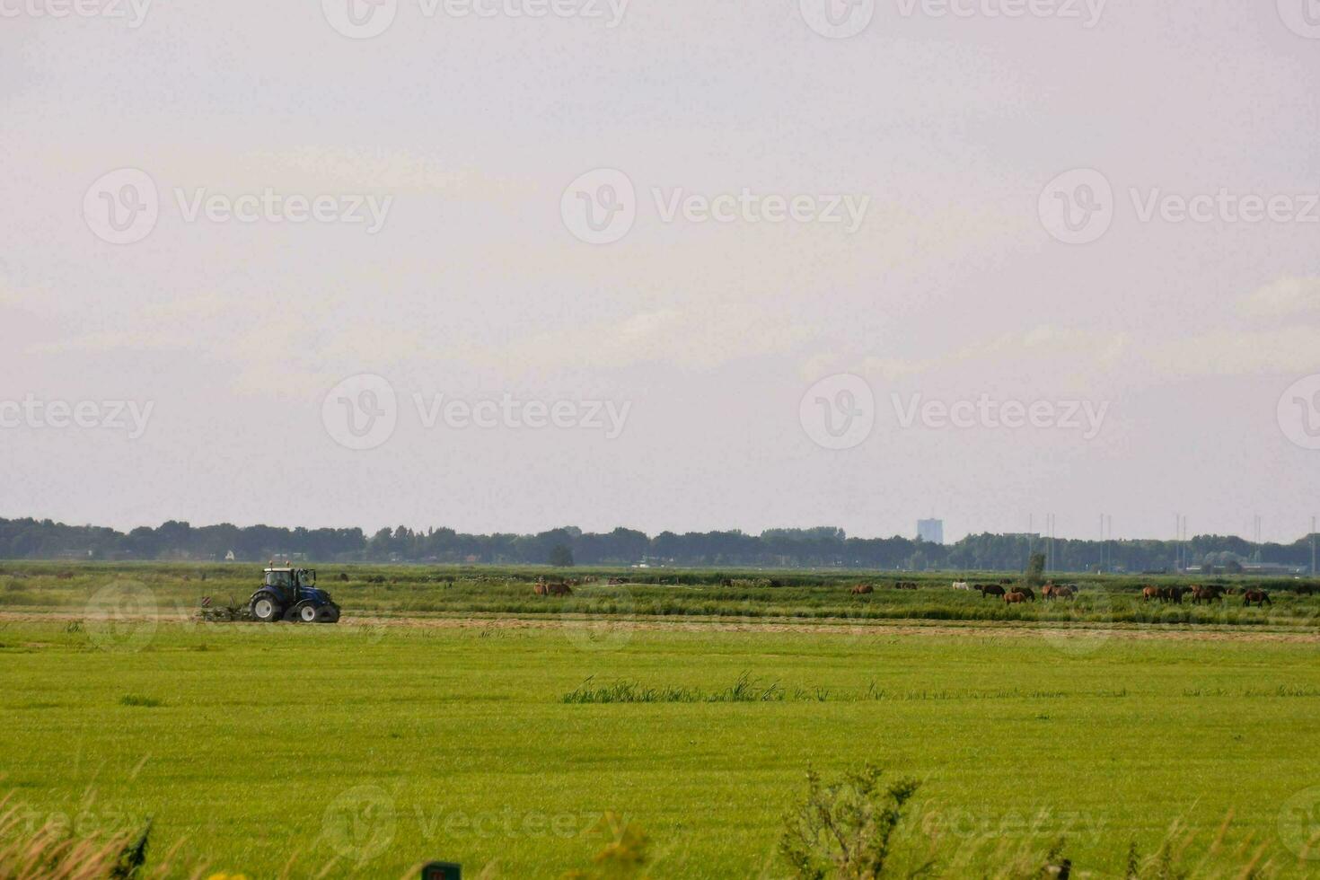 un' trattore è Lavorando nel un' campo con bestiame foto