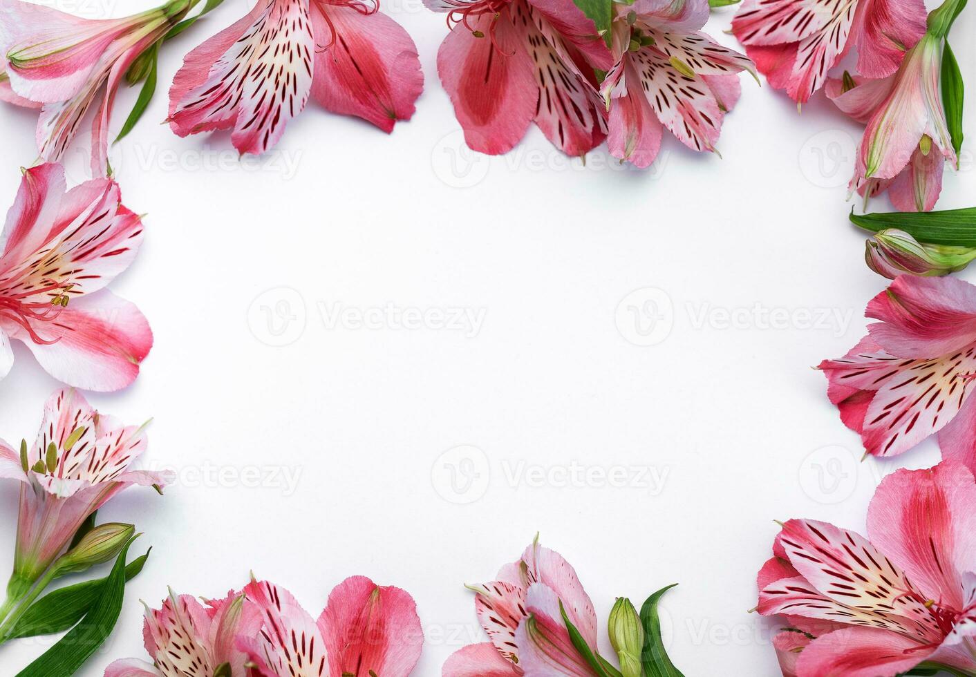 bellissimo alstroemeria fiori su bianca sfondo foto