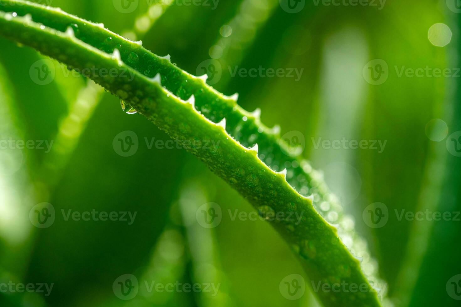 aloe Vera pianta vicino su foto