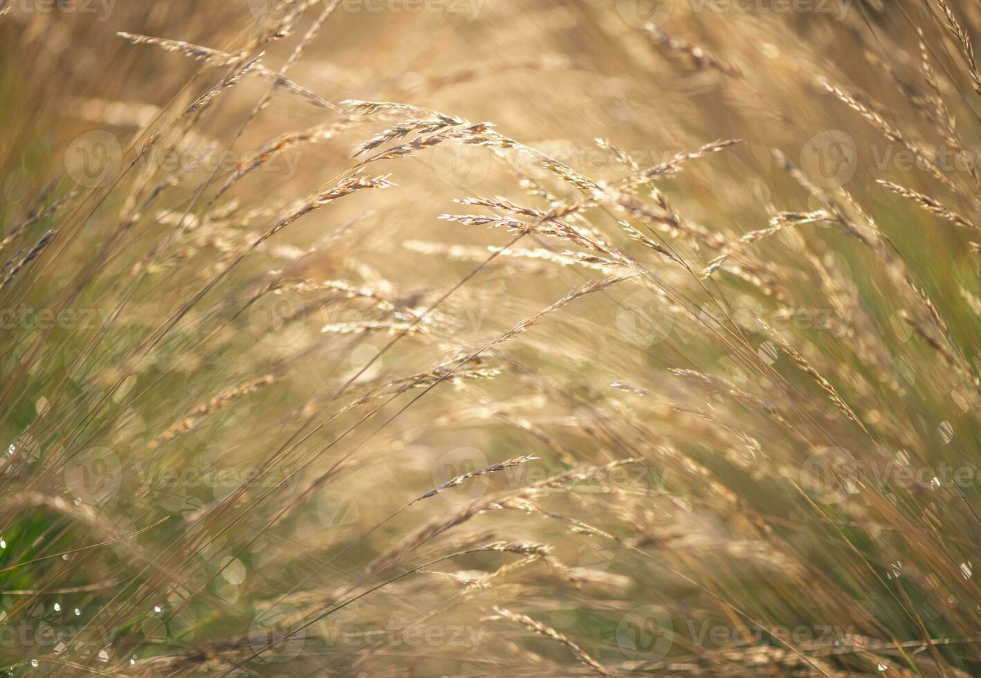 bellissimo naturale sfondo, erba nel rugiada foto