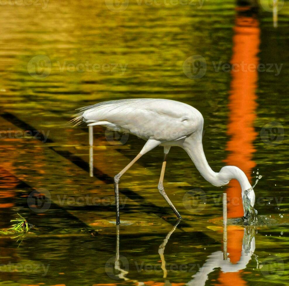 uccello bianco dell'egretta foto