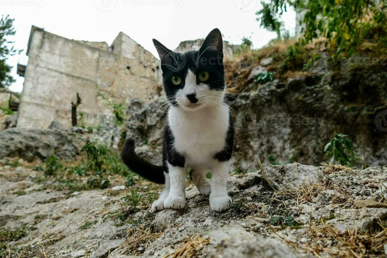 gatto bianco e nero foto