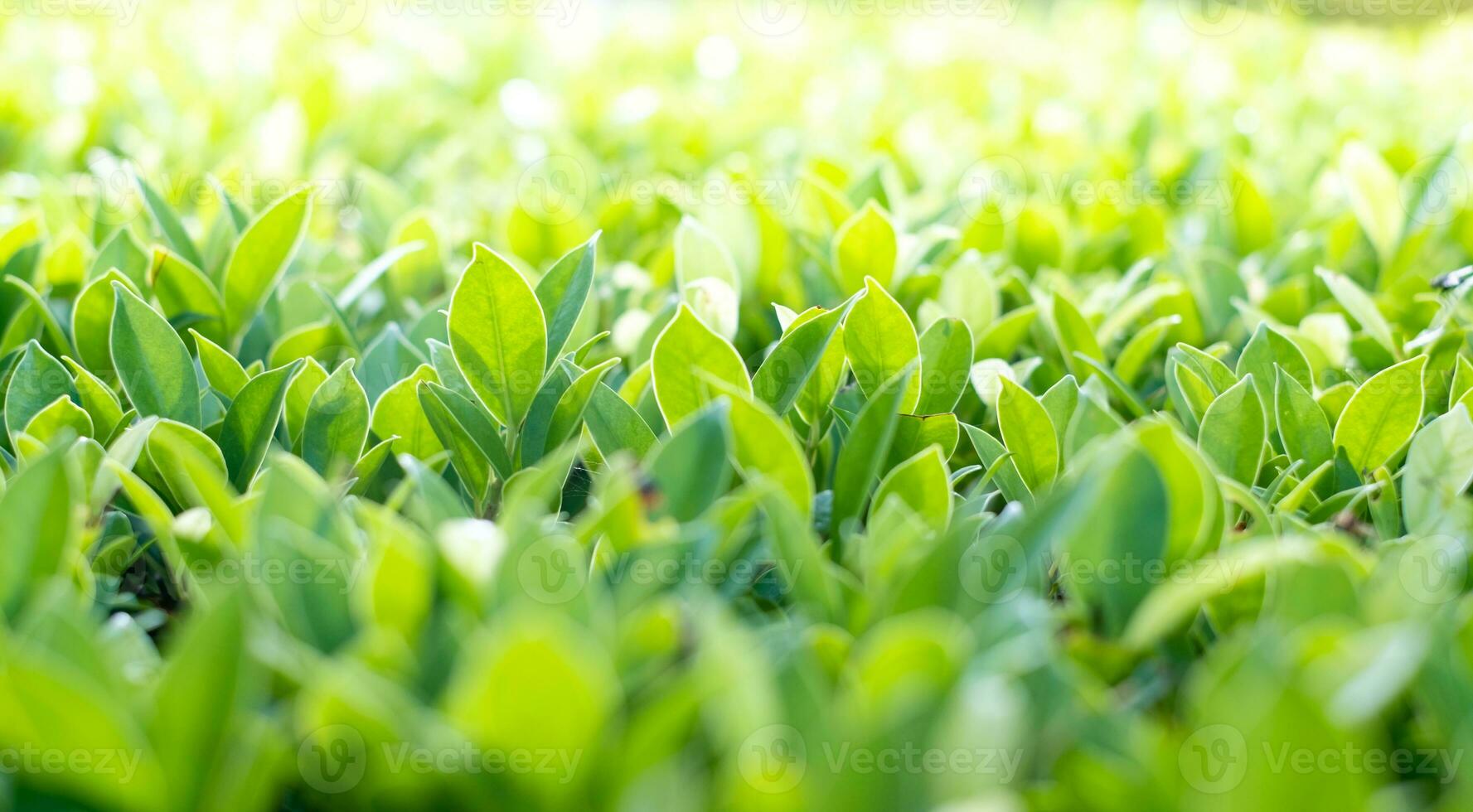 fresco verde alberi di nome coreano foglia banyan sfondo. albero parete, albero foglia fondale foto