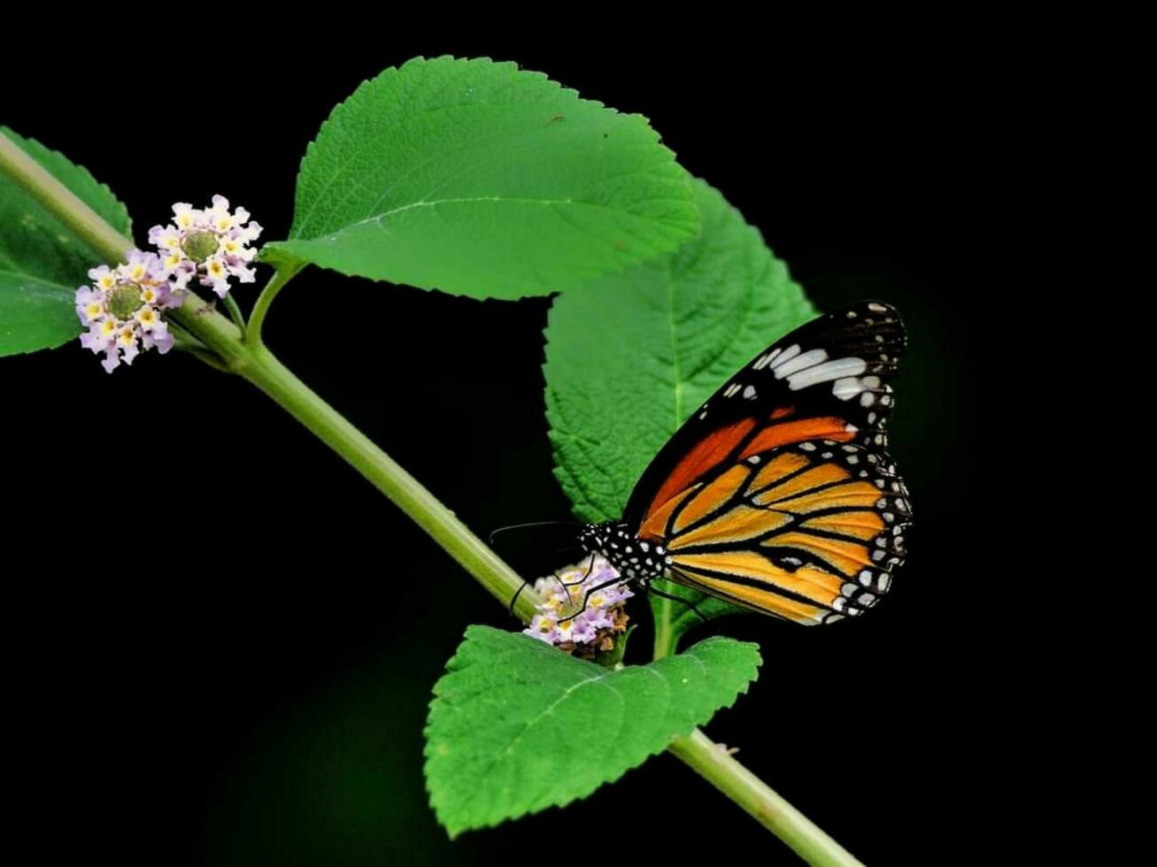 bellissimo fioritura fiore foto