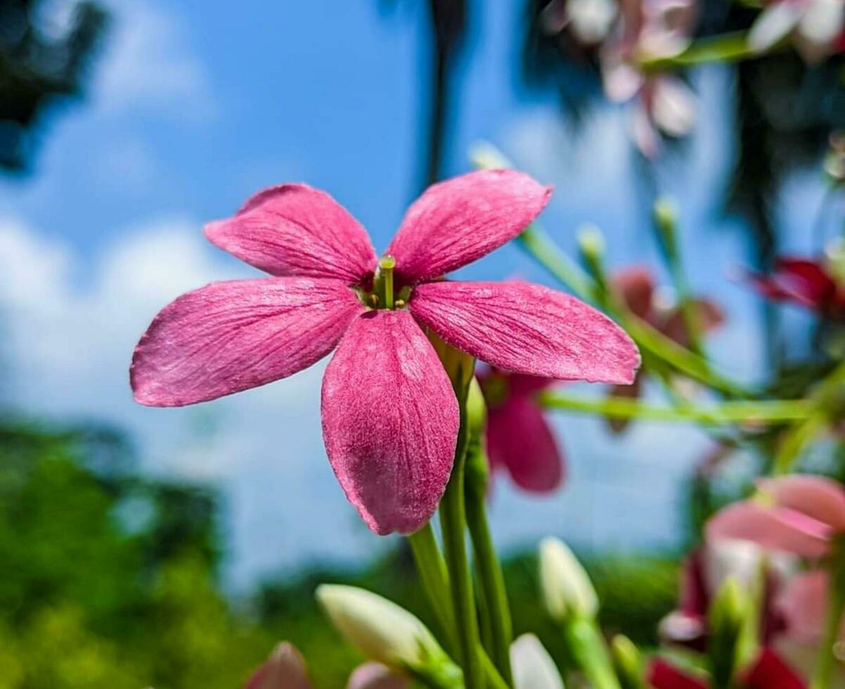 bellissimo fioritura fiore foto