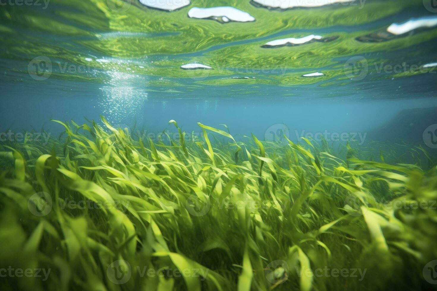 subacqueo Visualizza di un' gruppo di fondale marino con verde erba marina. ai generato foto