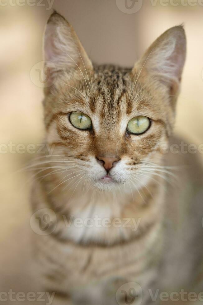 vicino su di gatto foto