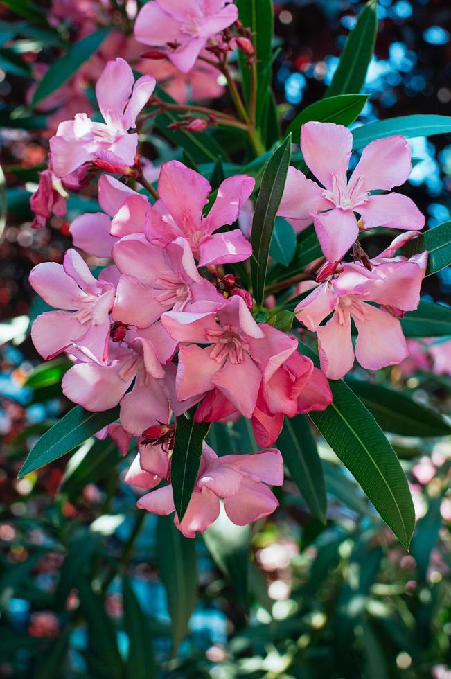 fiori rosa di oleandro da vicino foto