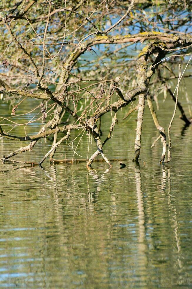 vista sul fiume foto