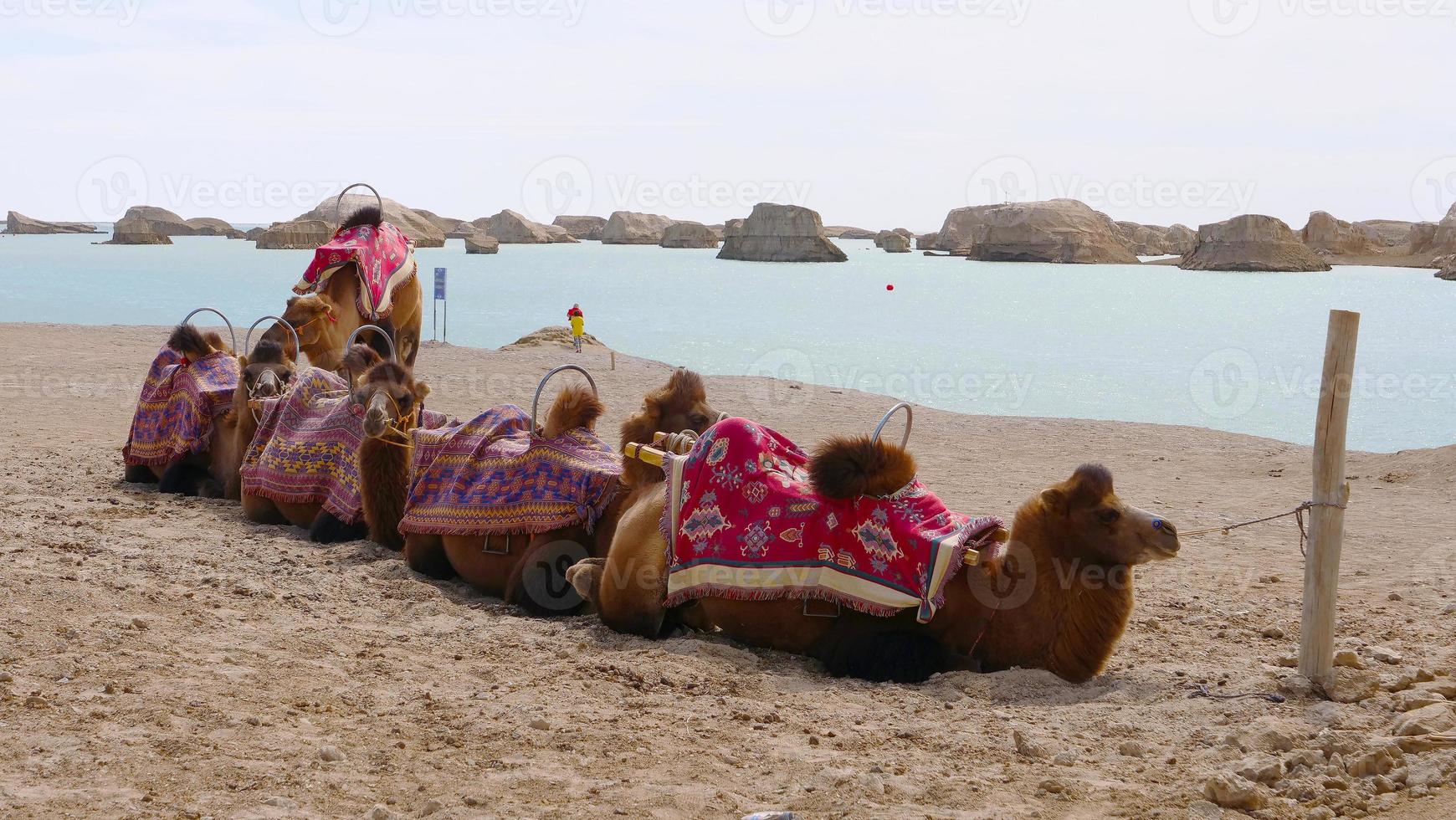 dachaidan wusute water yadan parco geologico e cammello qinghai cina foto