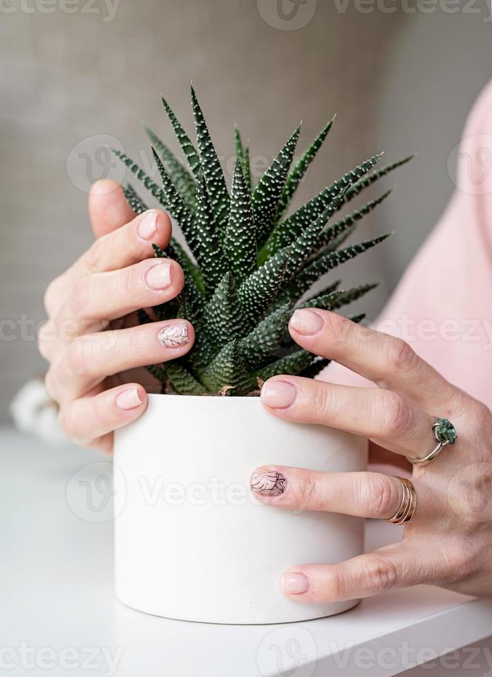 mano femminile con manicure appena fatta che tiene una pianta da vaso succulenta foto